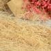 VICV2RO Nesting Material Decoration Soft Multipurpose Reusable Gift Packing Easy Apply Small Bird Safe Raffia Grass Box Fillers Canary Finch Pet House Practical - Buy Online on GoSupps.com