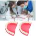 BAUNA Dental Teeth Earrings Funny 3D Tooth Model Medical Hygienist Dentist Gift for Dental Assistant (Dental Teeth Earrings) - Buy Online on GoSupps.com