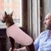 Washable Striped Dog Sweater for Large Dogs | Hjumarayan Elastic Thin Dog Shirt - Pink XL - Buy Online on GoSupps.com