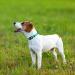 Taglory Soft Padded Neoprene Dog Collar for Small Dogs Adjustable & Reflective Training-Friendly Turquoise (1 Pack) - Buy Online on GoSupps.com