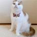 Necoichi Chirimen Kimono Bow Tie Cat Collar in Red - Stylish and Comfortable - Buy Online on GoSupps.com