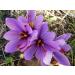 Saffron Crocus 25 Bulbs + Saffron Bulb Food | Crocus Sativus | Fast Shipping - Buy Online on GoSupps.com