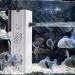 4-in-1 Aquarium Pump & Filter - 500L/h Internal Filter Adjustable for 30L-150L Aquariums - Buy Online on GoSupps.com
