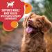 IAMS Proactive Health Minichunks Dog Food Dry Adult Lamb & Rice Recipe 13.6kg (30LB) Bag 13.6 kg (Pack of 1) Dog Food - Buy Online on GoSupps.com