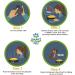 Talking Paws - Recordable Training Buttons for Dogs & Pets | Train Your Dog Easily with Free Stickers | Perfect Present for Your Pet - Buy Online on GoSupps.com