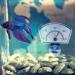 4pcs Pointer Thermometer Digital Thermometer Aquarium Themometer Thermometer for Fish Tank Number - Buy Online on GoSupps.com