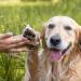 Greenendoor Natural Organic Paws 50ml - Vegan Paw Care for Dogs & Cats | Prevent Cracks & Protect Against Environmental Conditions - Buy Online on GoSupps.com