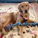 JCQIGOA Dog Toys Indestructible Teething Rope Chew Toy for Small and Large Dogs - Interactive, Tough Ball on Rope - 5 Knot Design for Boredom Relief - Buy Online on GoSupps.com