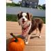 Lionet Paws Dog Bandana | Triangular Headscarf for Small Medium & Large Dogs | Pumpkin Pattern - Pack of 1 - Buy Online on GoSupps.com