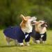 Cit toile Dog Wedding Suit Set | Tuxedo Shirt for Dogs & Cats - Perfect for Weddings Birthdays & Halloween | Blue - Sizes M & M - Buy Online on GoSupps.com