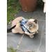 Mynwood Escape Proof Jacket/Harness for Adult Cats - Blue | International Shipping Available - Buy Online on GoSupps.com