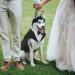 Kuoser Dog Smoking Suit & Bandana Set | Formal Pet Clothing for Weddings Halloween and Birthdays | S-XXL Black 29 cm - Buy Online on GoSupps.com