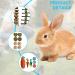 Molbory 16-Piece Rabbit Toy Set | Dental Care Accessories for Small Animals - Includes Apple & Timothy Hay Sticks for Hamsters Guinea Pigs & Parrots - Buy Online on GoSupps.com