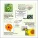 Organic Marigold Ointment 50ml - Test Winner for Dry Inflamed Skin | Cristinenmoor Natural Cosmetics | Certified & Intensive Care - Buy Online on GoSupps.com