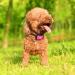 Small Dog Bark Collar - Adjustable Anti-Barking Device with Beep and Vibration - Humane Deterrent for Small to Medium Dogs - Pink - Buy Online on GoSupps.com