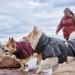 Mudventure Dog Coat - ECO Rain Jacket for Dogs (Eggplant Size 35) | Waterproof & Stylish Dog Apparel - Buy Online on GoSupps.com