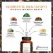 Buy Highly-Dosed Pumpkin Force Seeds & Saw Palmetto Extract - Vegan 120 Capsules with Pomegranate Nettle Vitamin E Zinc & Selenium - International Shipping Available - Buy Online on GoSupps.com