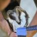 Lezevn 3 Pieces Horse Hoof Pick Brushes with Handle Striped Horseshoe Groove Cleaner Brush Portable Sturdy Horses Hoof Cleaner Horse Grooming Cleaning Tools Random Color - Buy Online on GoSupps.com