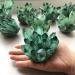 Natural Crystal Cluster Green Ghost Quartz Specimen Green Crystal Cluster Point Ornament Home Decor 500-600g Crystal Cluster - Buy Online on GoSupps.com