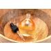 Milk & Honey Cuticle Oil 75ml (2.5oz) Honey 75 ml (Pack of 1) - Buy Online on GoSupps.com