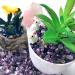 WAYBER Irregular Crystal Quartz Stones 1lb - Purple Decorative Pebbles for Aquariums, Tanks, Vases, Air Plants, Succulents - Buy Online on GoSupps.com