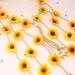 Bohemia Flower Headband - Adjustable Sunflower Hair Wreath for Festivals and Bridal Wear - Buy Online on GoSupps.com