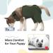 Kuoser Dog Recovery Suit for Male Dogs | Anti-Licking & E-Collar Alternative | Post-Op Body Suit for Dog Castration & Healing - Buy Online on GoSupps.com