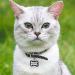 Personalized Bone Shaped Pet ID Tag for Dogs and Cats | Engraved Collar Pendant | Custom Engrave Name & Number | Cat & Dog Supplies | Gift for Pets |Black - Buy Online on GoSupps.com