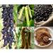 lazyHardia Kaunch Beej Black kaunch Beej 400 gm White Kaunch Beej 400 gm Combo Pack 800 Gram - Buy Online on GoSupps.com