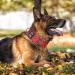 Buy Tspro Tactical Dog Collar - Military Quality 3.8cm Wide Adjustable Red-M (44.5cm-52cm) with Robust Metal Buckle - Buy Online on GoSupps.com