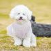 Elegant Asenku Dog Dress - Princess Lace Wedding & Birthday Outfit for Small/Medium Dogs & Cats - Buy Online on GoSupps.com