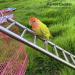 JQTOP Parrot Ladder 9-Step Stainless Steel Rustproof Metal Nonskid Smooth Portable Bird Cage Ladder with Hooks Cockatiel Stand Ladder for Parrots Parakeets Cockatoos Lovebirds - Buy Online on GoSupps.com