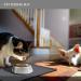 Reopet Silicone Dog Cat Bowl Mat - Non-Stick Waterproof Food Pad, Multiple Colors & Sizes - 18.5 x 11.5 Grey - Buy Online on GoSupps.com
