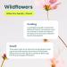 ATTITUDE Washing up Liquid EWG Verified Advanced Degreasing Power Plant- and Mineral-Based Ingredients Vegan Wildflowers 700 mL - Buy Online on GoSupps.com