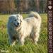 Fitmin Dog Purity GF Adult Beef Dog Food 2 kg - Buy Online on GoSupps.com