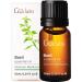 Basil Essential Oil for Focus & Pain Relief - Gya Labs 10ml - Buy Online on GoSupps.com