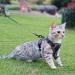 Pangdi Cat Dishes & Leash Set | Tactical Outbreak-Proof Emotional Support Kitten Vest | Gray Large | International Shipping Available - Buy Online on GoSupps.com