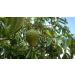 3 x 100% Soursop Juice - Unfiltered & Vegan 3 x 500ml. Made of 100% Soursop-Pulp. Guanabana. Corossol. Graviola. - Buy Online on GoSupps.com