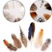 Larryhot Natural Pheasant Craft Feathers - 240 pcs Mixed Styles for Dream Catchers, Jewelry, Hats - Natural Feathers for DIY Projects - Buy Online on GoSupps.com