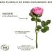 Sanoflore Rosa Fresca Balm Organic 50ml - Buy Online on GoSupps.com
