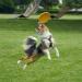 Vivifying Frisbee Dog - 2 Pack 18 cm Natural Rubber Dog Frisbees for Land & Water (Green + Yellow) - Perfect for Active Play | International Shipping Available - Buy Online on GoSupps.com