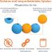 Amazon Basics Supreme Rubber Dog Play Balls - 6.4 cm (3-Pack) in Blue & Orange | Durable Dog Toys for International Shipping - Buy Online on GoSupps.com