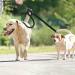 2 Double Dog Lead Adjustable Dog Lead Splitter Nylon Double Dog Lead for Puppy Walks Easy to Use-Dog Leash Coupler Lightweight Soft & Durable-(Red Black.) - Buy Online on GoSupps.com
