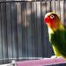 iplusmile Stainless Steel Bird Perch for Parrot - Grinding Claws, Trimming Beak, Nails - Exercise Platform for Parakeet, Cockatiel, Conure, African Grey, Macaw - Buy Online on GoSupps.com
