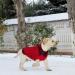 Shop Cit toile Warm Dog Sweater | Turtleneck Knitting | Stylish Autumn Winter Clothing for Small & Medium Pets - Red (M) - Buy Online on GoSupps.com