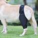 Dog Leg Brace Elbow Brace Protector Pads for Small Dogs and Cats Support Elbow Hygroma Shoulder Dysplasia Osteoarthritis Elbow Calluses and Shoulder Dislocation(M) Medium - Buy Online on GoSupps.com