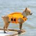 Convinit Dog Life Jacket - Waterproof Adjustable Life Jackets for Small Medium & Large Dogs - Perfect for Boating Swimming & Surfing with Reflective Strips & Handle - Orange - Buy Online on GoSupps.com