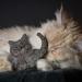 Catlabs Sustainable Cat Toys | Cuddly Cat with Catnip | 100% Natural Sheep Wool | Refillable & Eco-Friendly | Fair Manual Work for Your Cat - Buy Online on GoSupps.com