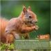 Buy Wildlife Squirrel Feed 2 kg - Year-Round Nutrition for Squirrels & Stripe Horns | International Shipping - Buy Online on GoSupps.com