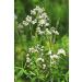 Lady's Bedstraw Herb Tea | Galium Verum L | Caille Lait Jaune Herbe Tisane | Health Embassy (50g) - Buy Online on GoSupps.com